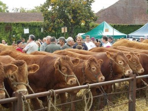 FOIRE BOVINE 1