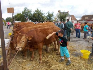 FOIRE BOVINE 2