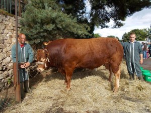 Beaucoup de reproducteurs limousins et de monde sur la foire-concours de Saint-Benoît-du-Sault.