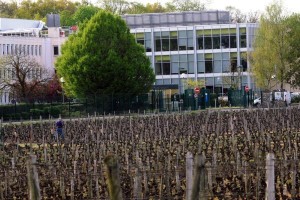 500 personnes travaillent pour Réunica (protection sociale), au coeur du vignoble d'Esvres-sur-Indre.
