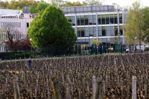 500 personnes  travaillent pour Réunica (protection sociale), au coeur du vignoble d'Esvres-sur-Indre.