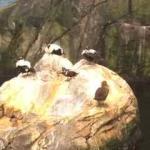 Golfe du Saint Laurent