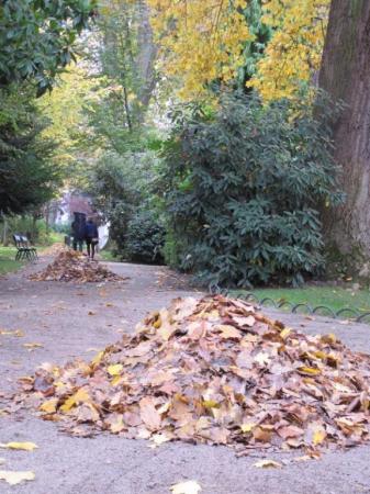 Tas de feuilles mortes. 